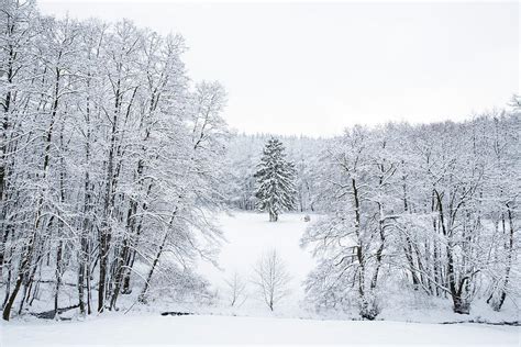 Bad Snow Storm Forest
