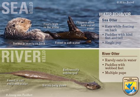 River Otter Vs Sea Otter