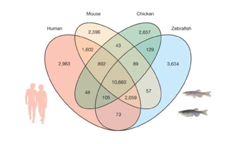 How Genes And Genomes Evolve Flashcards Quizlet