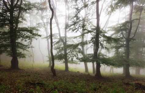 Misty Forest Foggy Forest In A Gloomy Landscape Stock Image Image Of