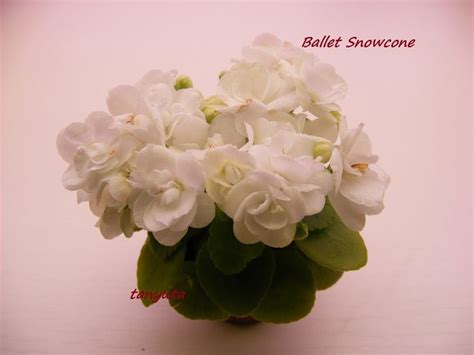 Pin by Phil Muller on African Violets | African violets, White flowers ...