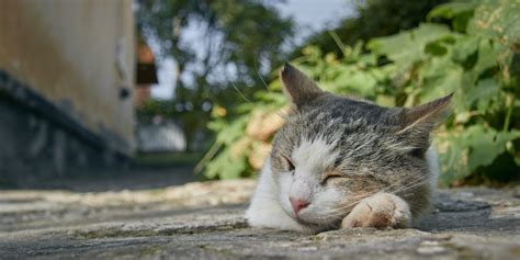 Canicule Et Fortes Chaleurs Comment Prot Ger Son Chat Quand Il Fait