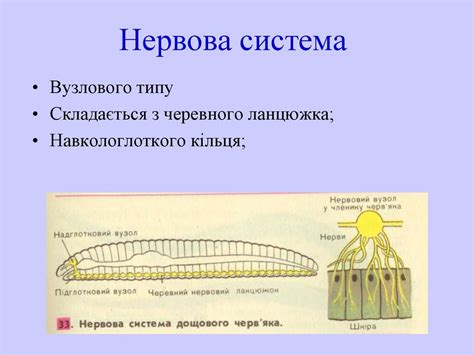 Особливості будови дощового черв’яка - презентация онлайн