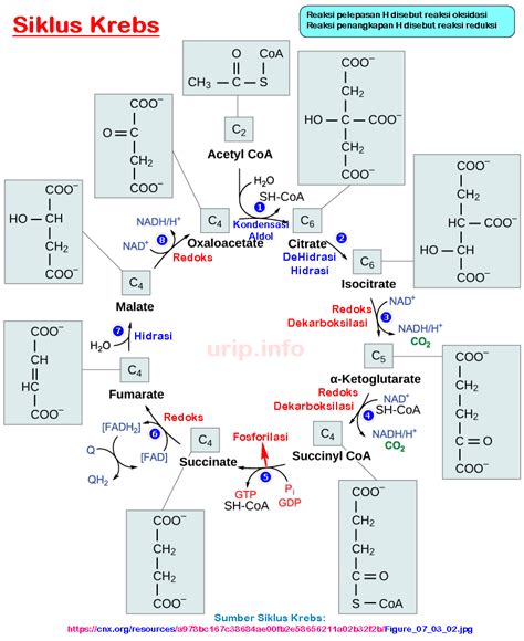 Enzim Yang Berperan Dalam Siklus Krebs