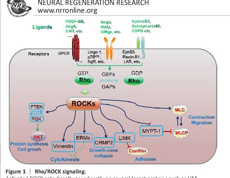 Figure 1 From Advantages Of Rho Associated Kinases And Their Inhibitor