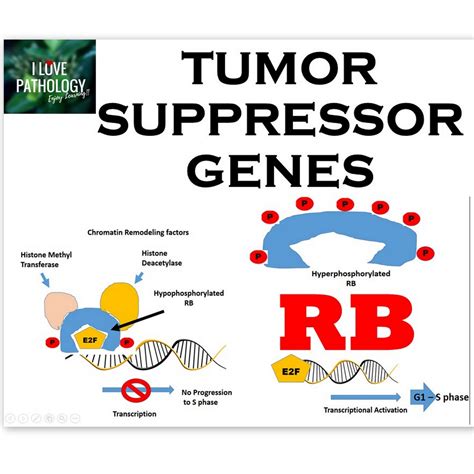 Tumor Suppressor Genes Rb Gene Knudson S Two Hit Hypothesis