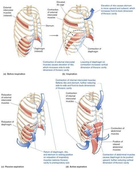 Structure of intercoastal muscles