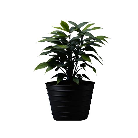 Potted Plant Isolated Potted Plant On Transparent Background