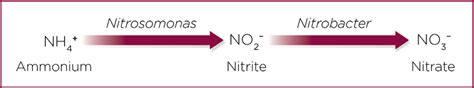 Nitrification process in the soil. | Download Scientific Diagram