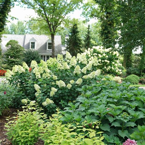 Limelight Prime Hydrangea Wholesale Liners Spring Meadow Nursery