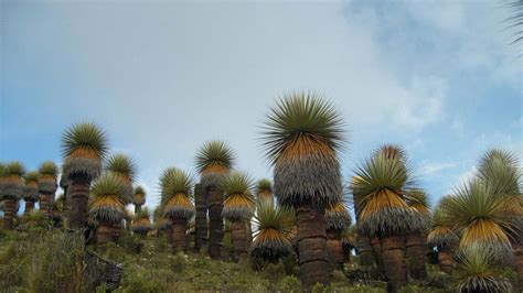 Conoce Titankayocc el bosque de Puyas de Raimondi más extenso del mundo