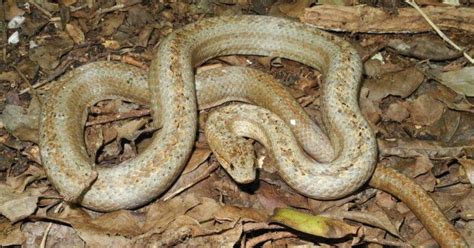 Antiguan Racer Facts Description Diet And Pictures