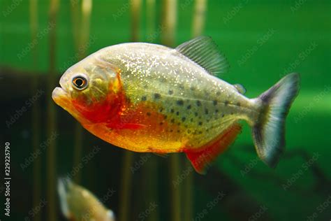 Red Bellied Piranha Pygocentrus Nattereri Also Known As The Red