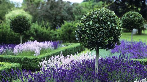 Topiary A Practical Guide To This Must Have Garden Trend Gardeningetc