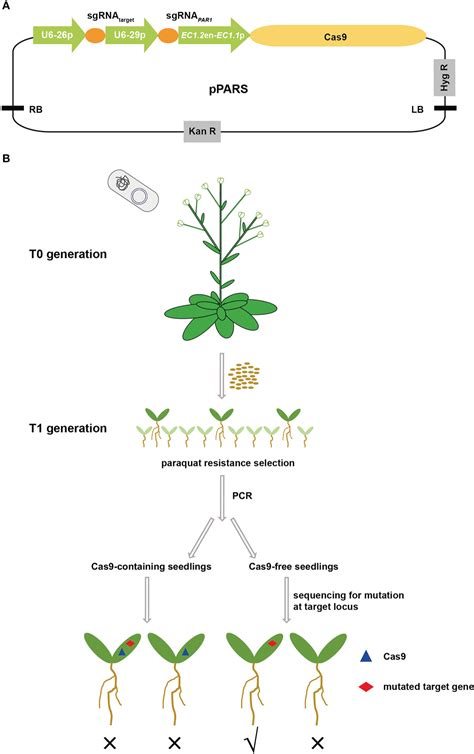 Frontiers A Simple And Efficient Strategy To Produce Transgene Free