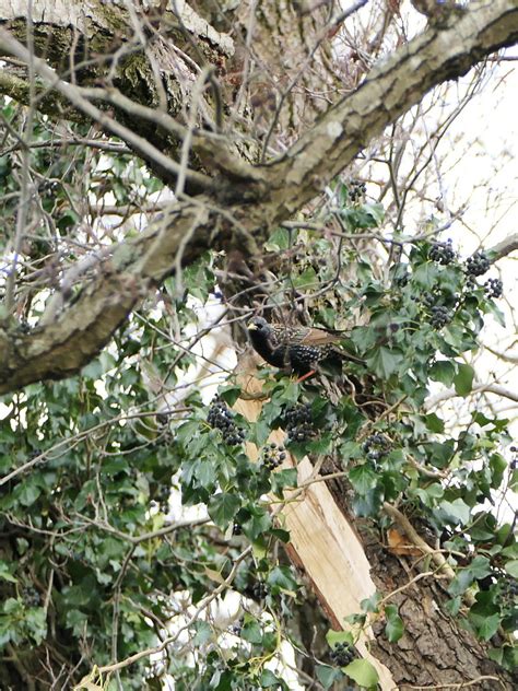 Star Sturnus Vulgaris Star Sturnus Vulgaris C Gudrun Flickr