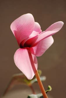 Free Images Flower Petal Red Botany Flora Flowers Cyclamen