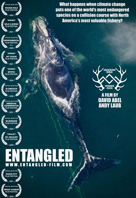 Entangled The Race To Save Right Whales From Extinction