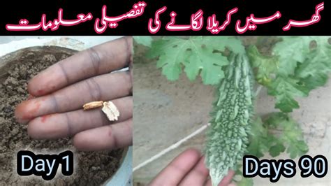 How To Grow Karela From Seeds Grow Bitter Gourd From Seeds How To