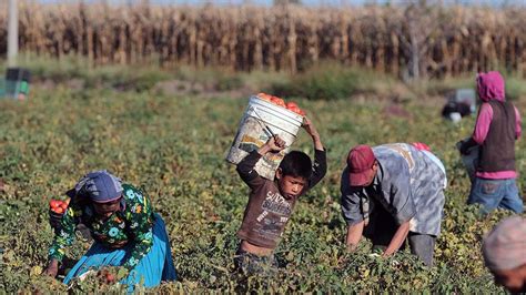 Radiografía de los 4 programas prioritarios de apoyo al campo en