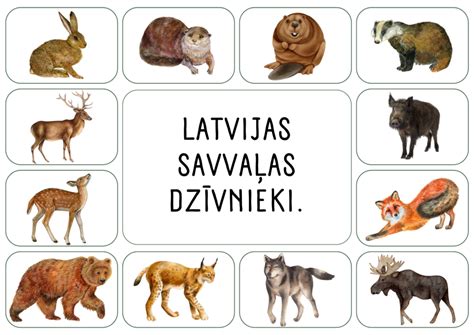 Didaktiskā Spēle Latvijas SavvaĻas DzĪvniekilatvija Mācību Materiāli