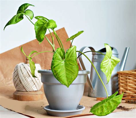 The Arrowhead Plant Benefits Care Tips Tricks More