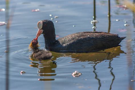 Bakgrundsbilder Fåglar Näbb Vatten Fågel Anka änder Geese And