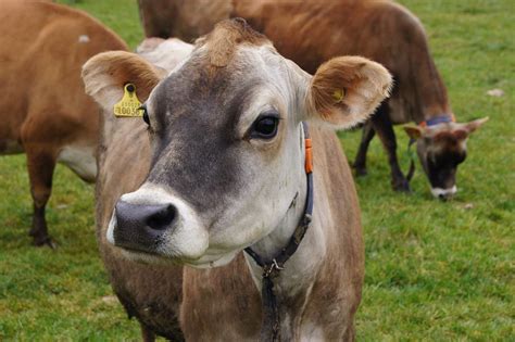 Jersey Cows Breed Profile Facts And Photos