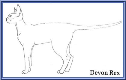 Cornish Rex Cat Dimensions Drawings Atelier Yuwa Ciao Jp