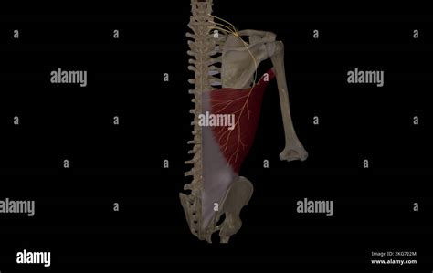 Langer thorakaler nerv Fotos und Bildmaterial in hoher Auflösung Alamy