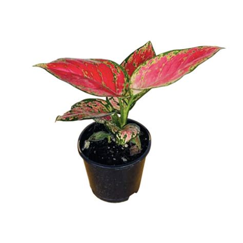 Aglaonema Katrina Mm The Jungle Collective