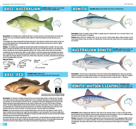 Australian Fish Id Pocket Guide By Frank Prokop 9781865132280 Booktopia