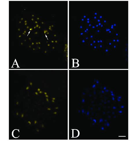 Fluorochrome Staining Of Mitotic Metaphase Chromosomes Of D Spathulata