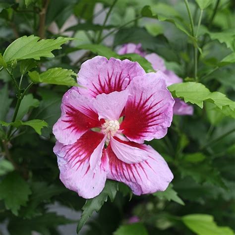 Proven Winners Hibiscus Purple Pillar Shrub Plants Direct To You