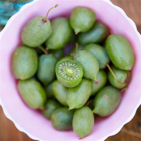 Prolific Kiwi Vine Sweet Self Fertile High Yield