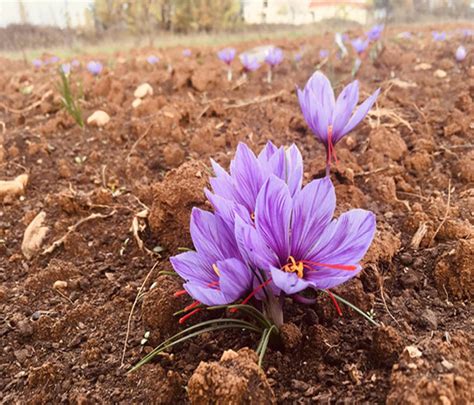 Introduction To Saffron Farming Beirut Arab University