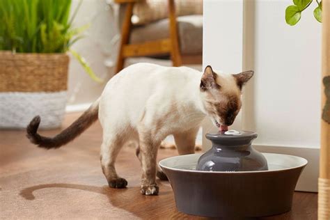 How To Make A Cat Water Fountain Storables