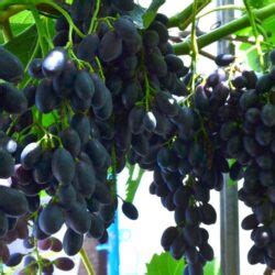 Виноград - кращий сорт - саджанці винограду саженцы купить - vino.biz.ua