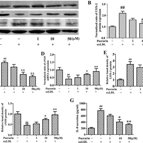 Effects Of Puerarin On Oxidized Low Density Lipoprotein Oxldl Induced