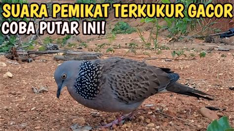 SUARA PEMIKAT TERKUKUR GACOR DIJAMIN AMPUH UNTUK PANCINGAN MEMIKAT