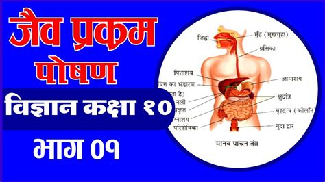 Jaiv Prakram Science Class 10 Biology Chapter 6 Hindiwith