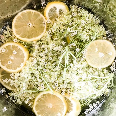 Easy Homemade Elderflower Cordial Recipe Summer In A Glass Pinkscharming