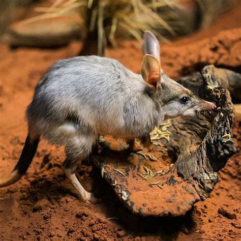 Happy National Bilby Day! Today is a day to recognise a vitally ...