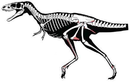 Reptossaurus Anatomia E Evolu O Dos Dinossauros Parte Ii