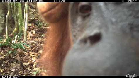 HELP TO MONITOR AND PROTECT ORANGUTANS IN BORNEO: PROJECT REPORT 8 ...