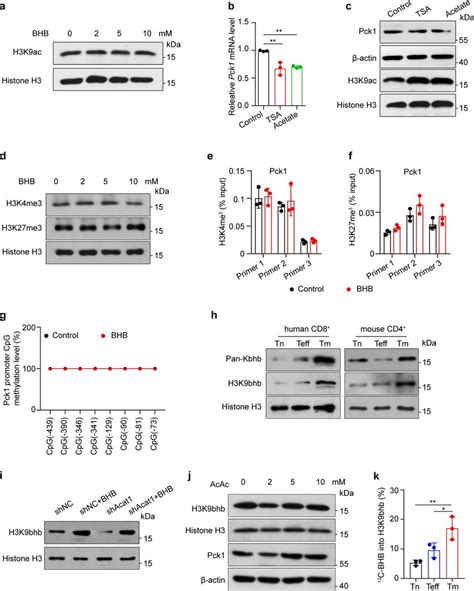 Bhb Related Pck1 Upregulation In Cd8⁺ Tm Cells Is Independent Of Download Scientific Diagram