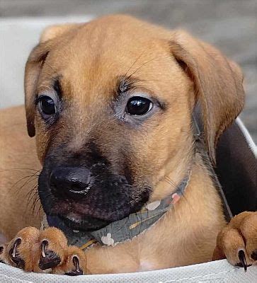 St Louis MO Labrador Retriever Black Mouth Cur Meet Charter A Pet