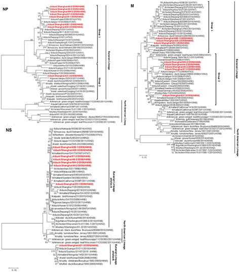 Phylogenetic Trees Of The Np M And Ns Genes Of The Eight H Influenza