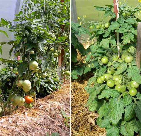 Mulching Tomato Plants Procedure And Benefits Agri Farming