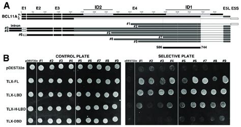 The Oncoprotein Bcl A Binds To Human Tlx A Schematic Diagram Of The